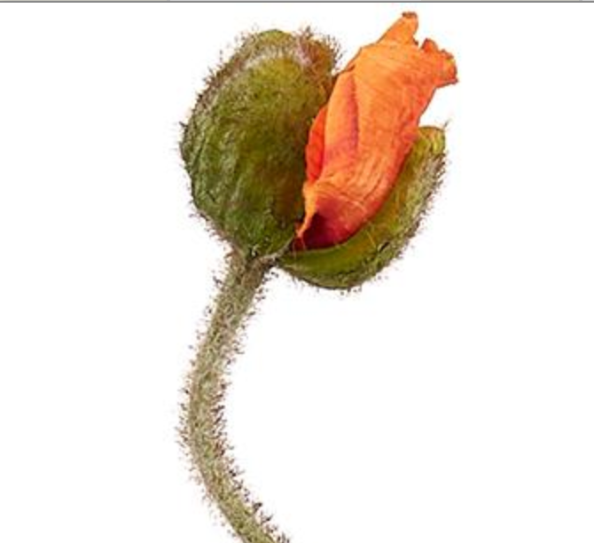 27in Orange Poppy Bud Spray