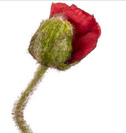 27in Red Poppy Bud Spray