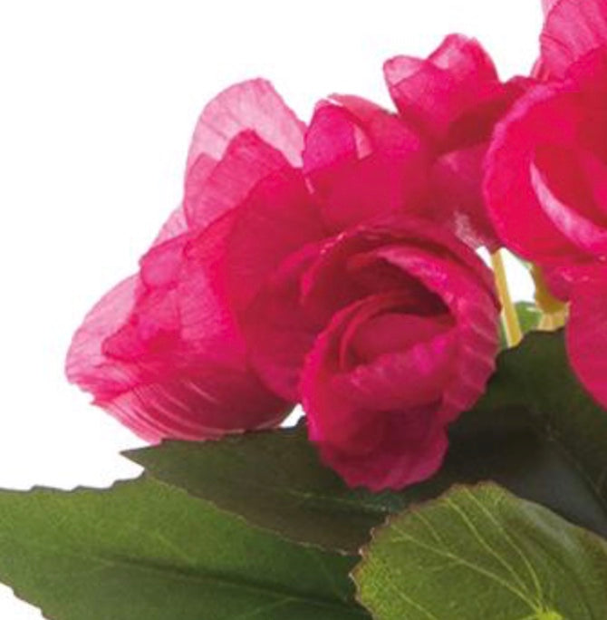 10in Begonia x5 PINK BEAUTY