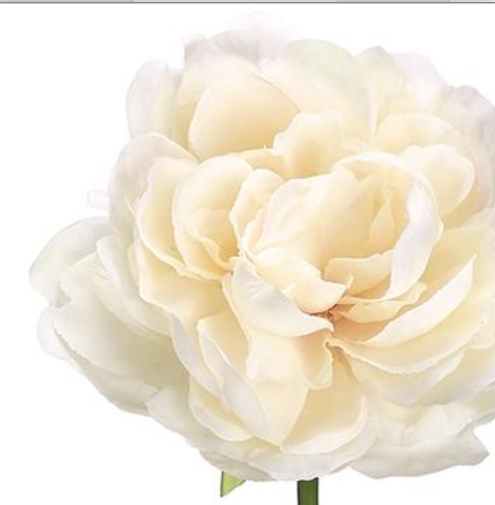 19in Cream Blush Peony Stem