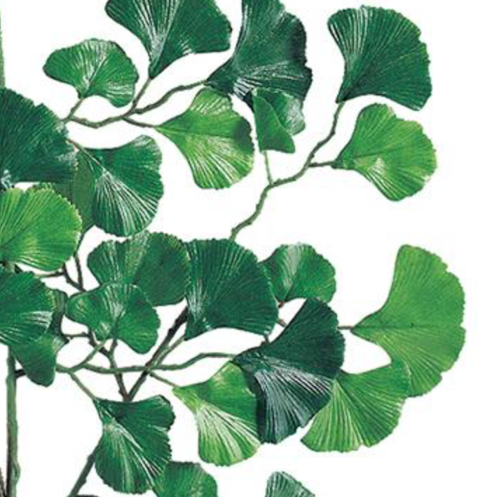 22in TT Green Gingko x3 (60 leaves)
