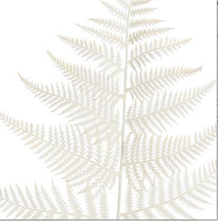 32in White Fern Spray