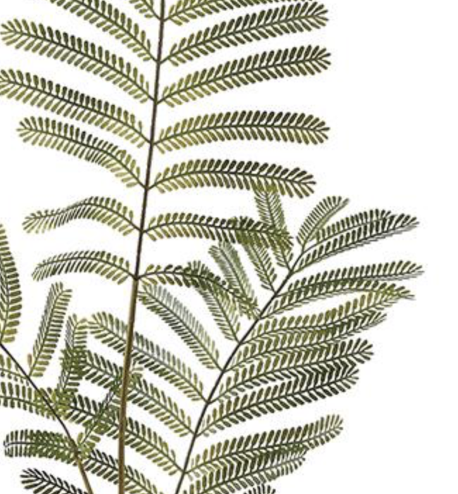 36in Delonix Regia Leaf Spray