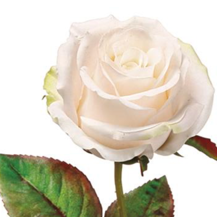 20in Blush Pink Ecuador Rose - Premium Florals for Wreaths and Home Decor