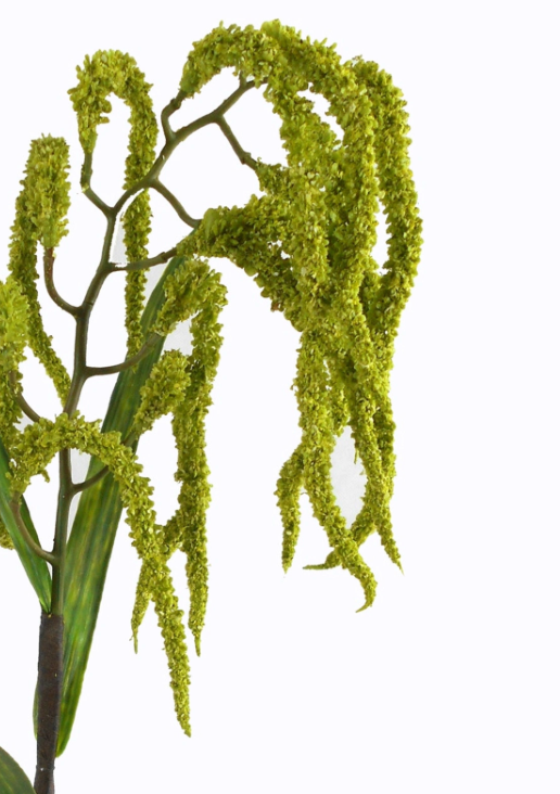 27in Tetradenia (Nutmeg Plant) Stem - Premium Greenery for Wreaths and Home Decor