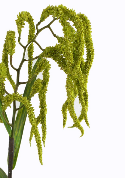 27in Tetradenia (Nutmeg Plant) Stem - Premium Greenery for Wreaths and Home Decor