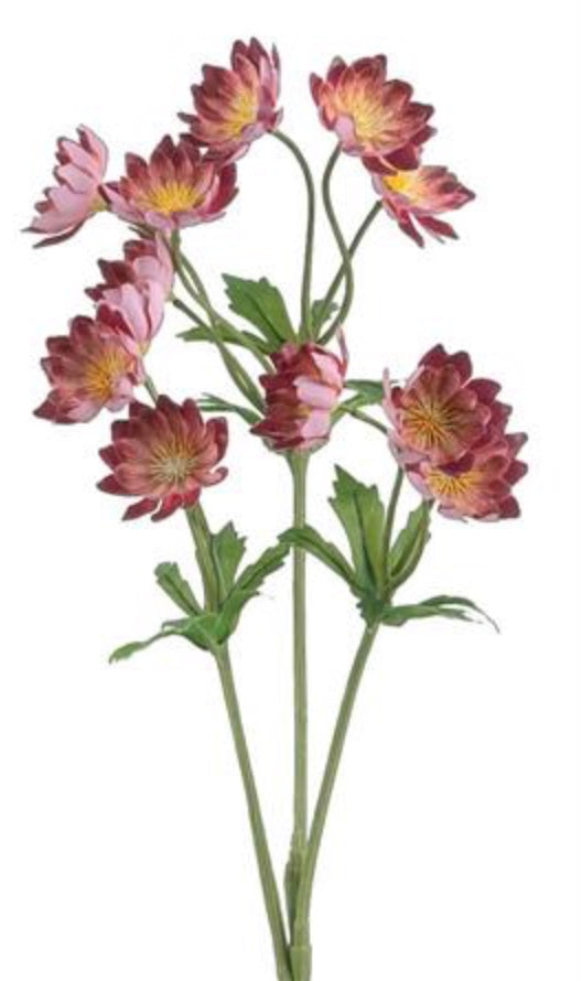 25in Lewisias Spray BURG/PINK