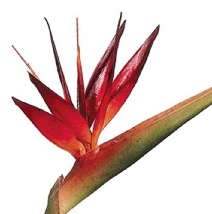 39in Bird of Paradise - Premium Floral for Wreaths and Home Decor