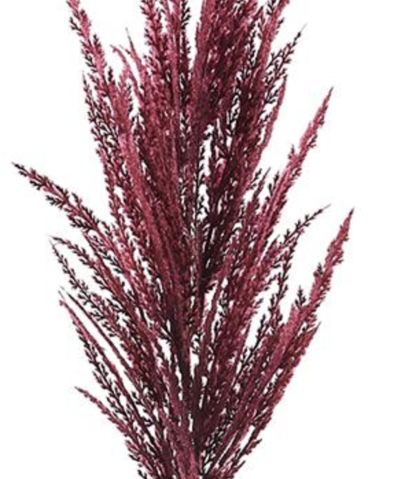 36in Burgundy Pampas Grass Allstate