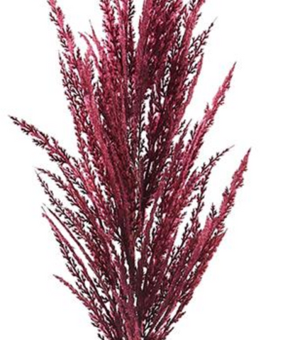 36in Burgundy Pampas Grass Allstate