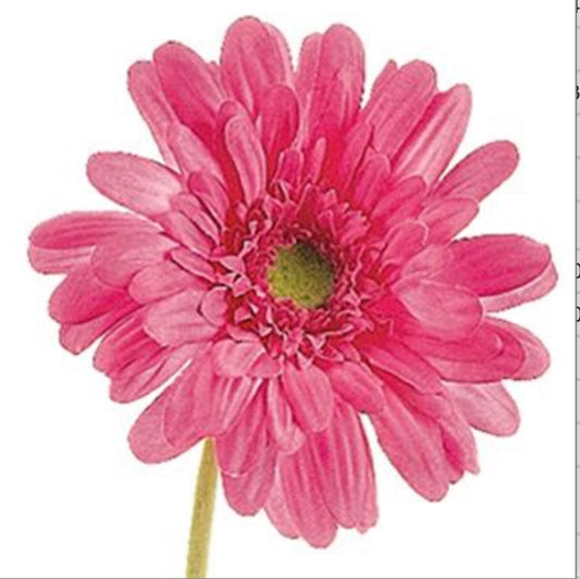 21in Gerbera Daisy HOTPINK
