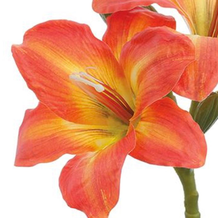 15in Daylily OR/YE