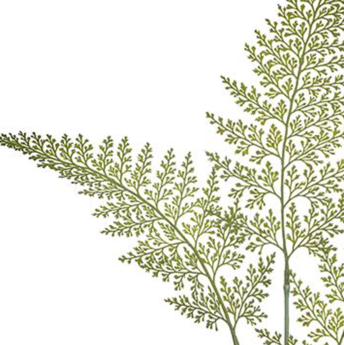 40in Green Lace Fern - Premium Greenery for Wreaths, Arrangements and Home Decor Allstate