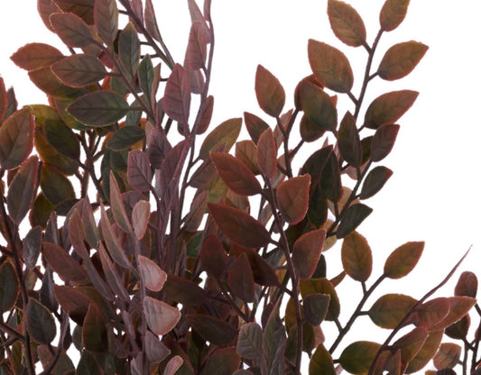 23in MAUVE/BURG Ruscus x10 Craig Bachman