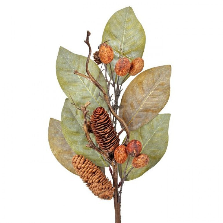 25in Dried Magnolia w/Nuts& Cones