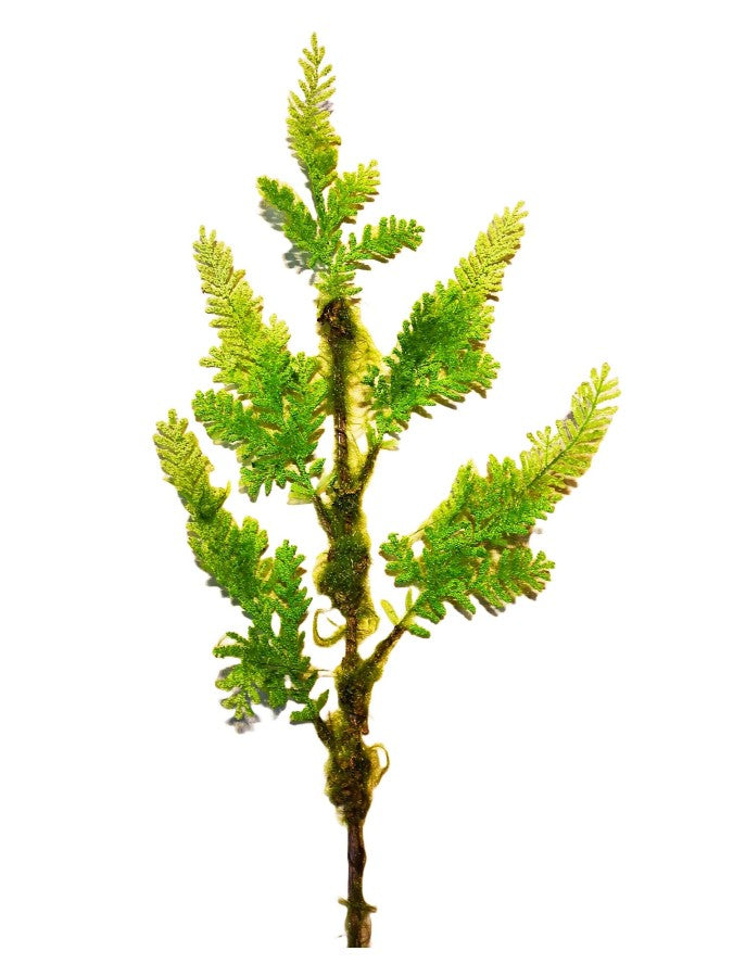 37in Green Murraya Spray