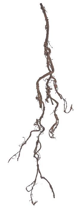 31in Twig Branch w/Brown Moss