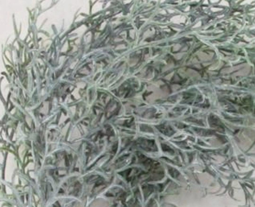 29" Grey-Green Dusted Hanging Foliage Vine