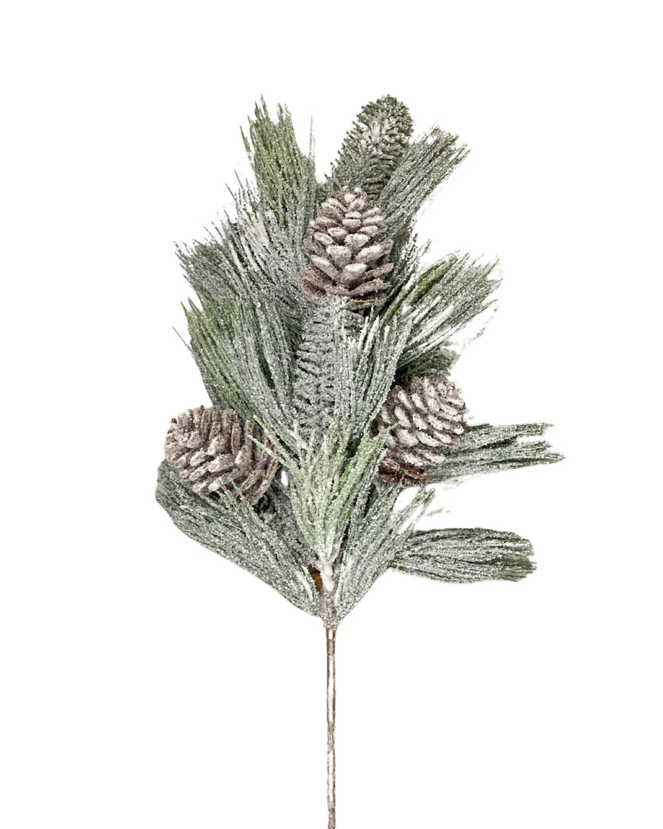 25in Snowy Long Needle Pine with Cones