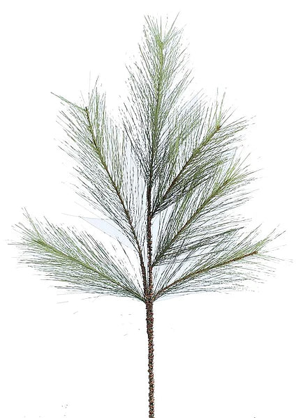 31in Long Needle Pine Craig Bachman