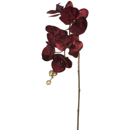 31in Shimmer Velvet Phalaenopsis Orchid BURG