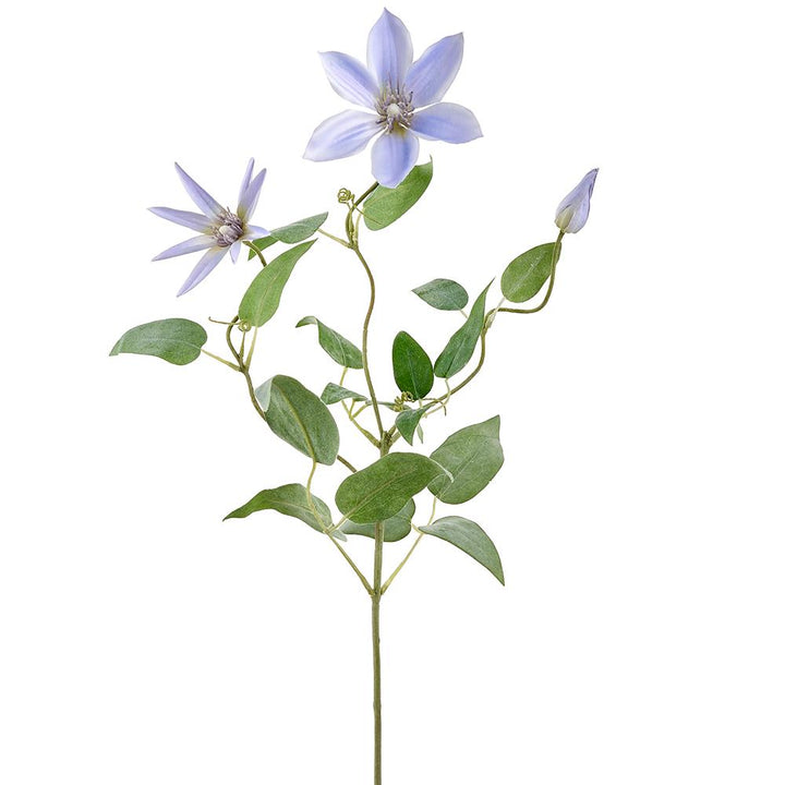 28in Purple Clematis Vine