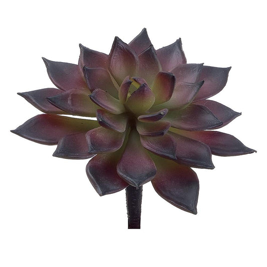 4.75in Mini Echeveria BURG