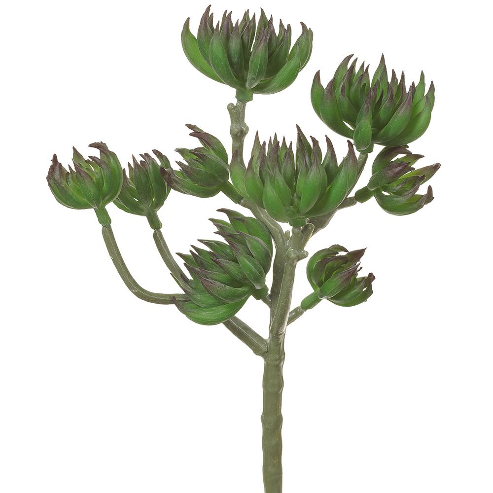 9in Spike Aeonium Pick PU/GR adb