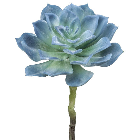 8in Echeveria Pick BLUE/GREEN
