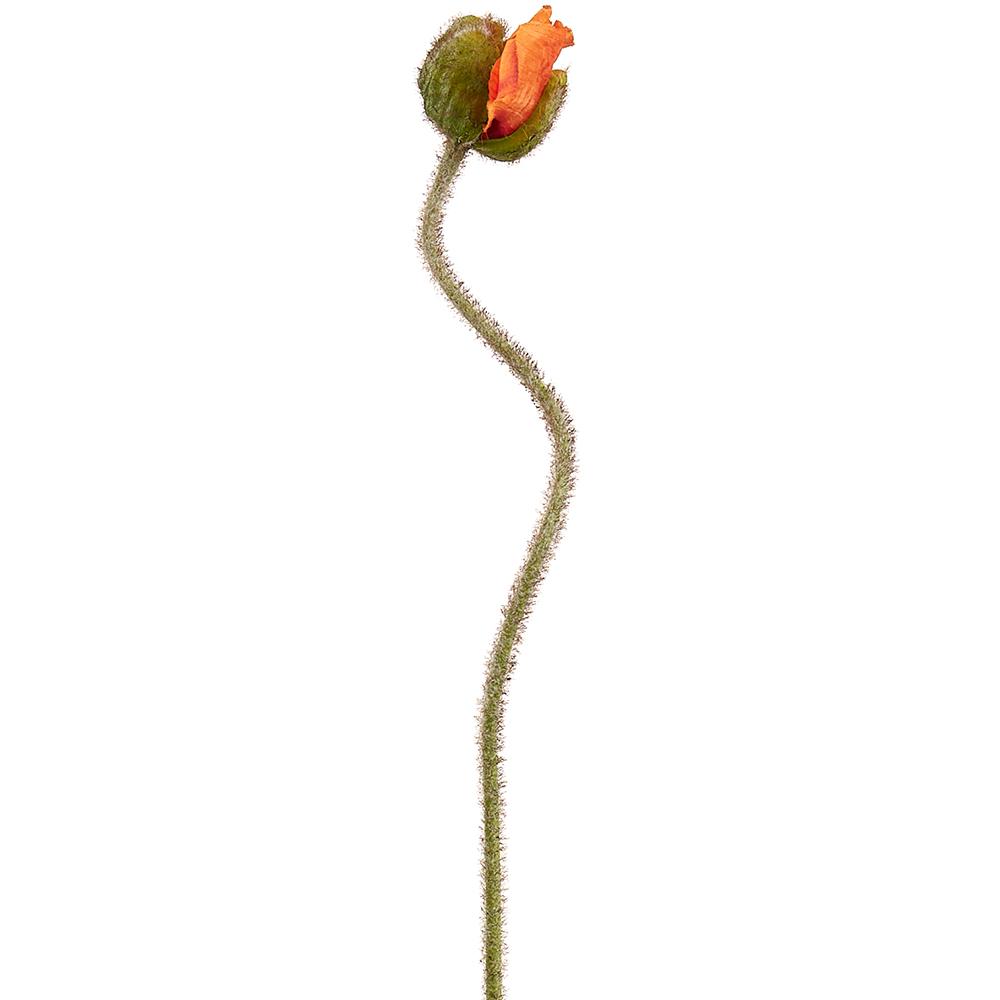 27in Orange Poppy Bud Spray