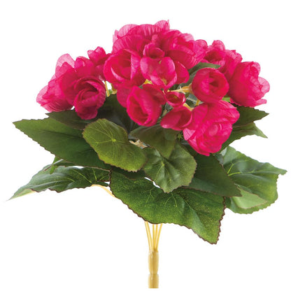 10in Begonia x5 PINK BEAUTY
