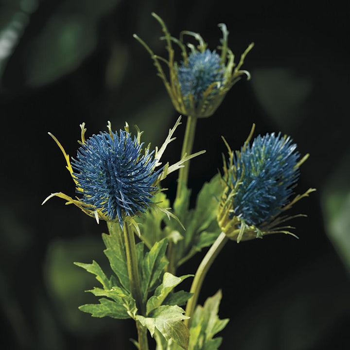 32in Natural Blue Thistle