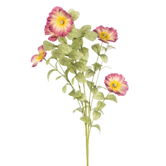 33in Cosmos ROSE