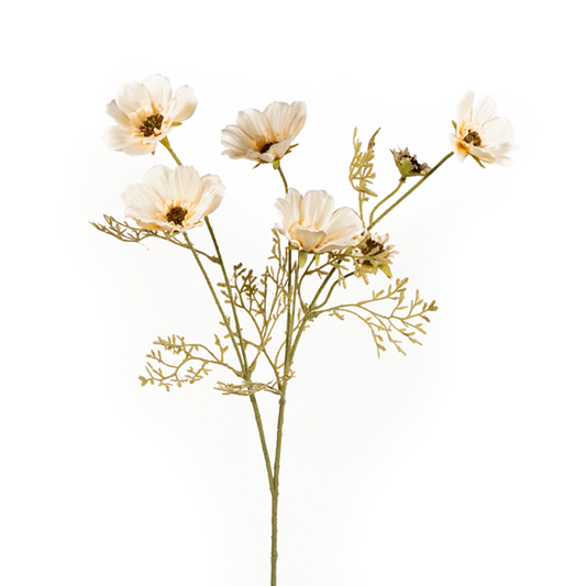 26in Cosmos CREAM