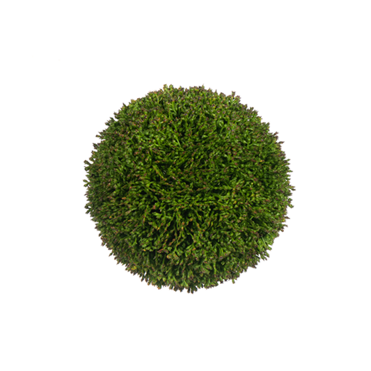 4in Diameter Sedum Ball adb