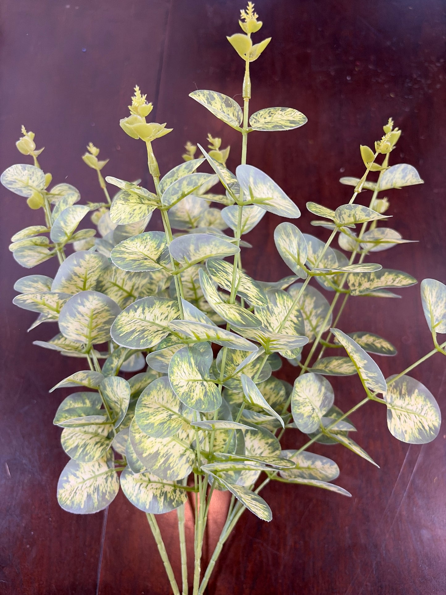 21in Variegated Eucalyptus Bush x4