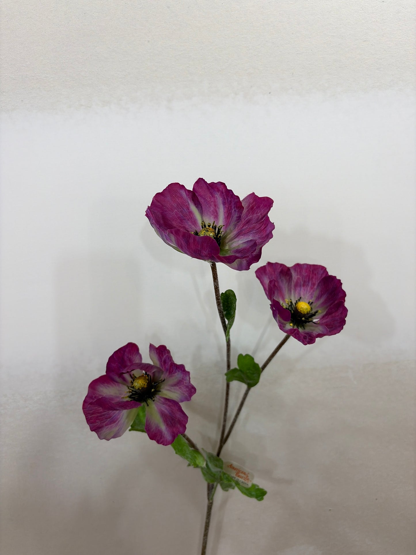 Purple Poppy