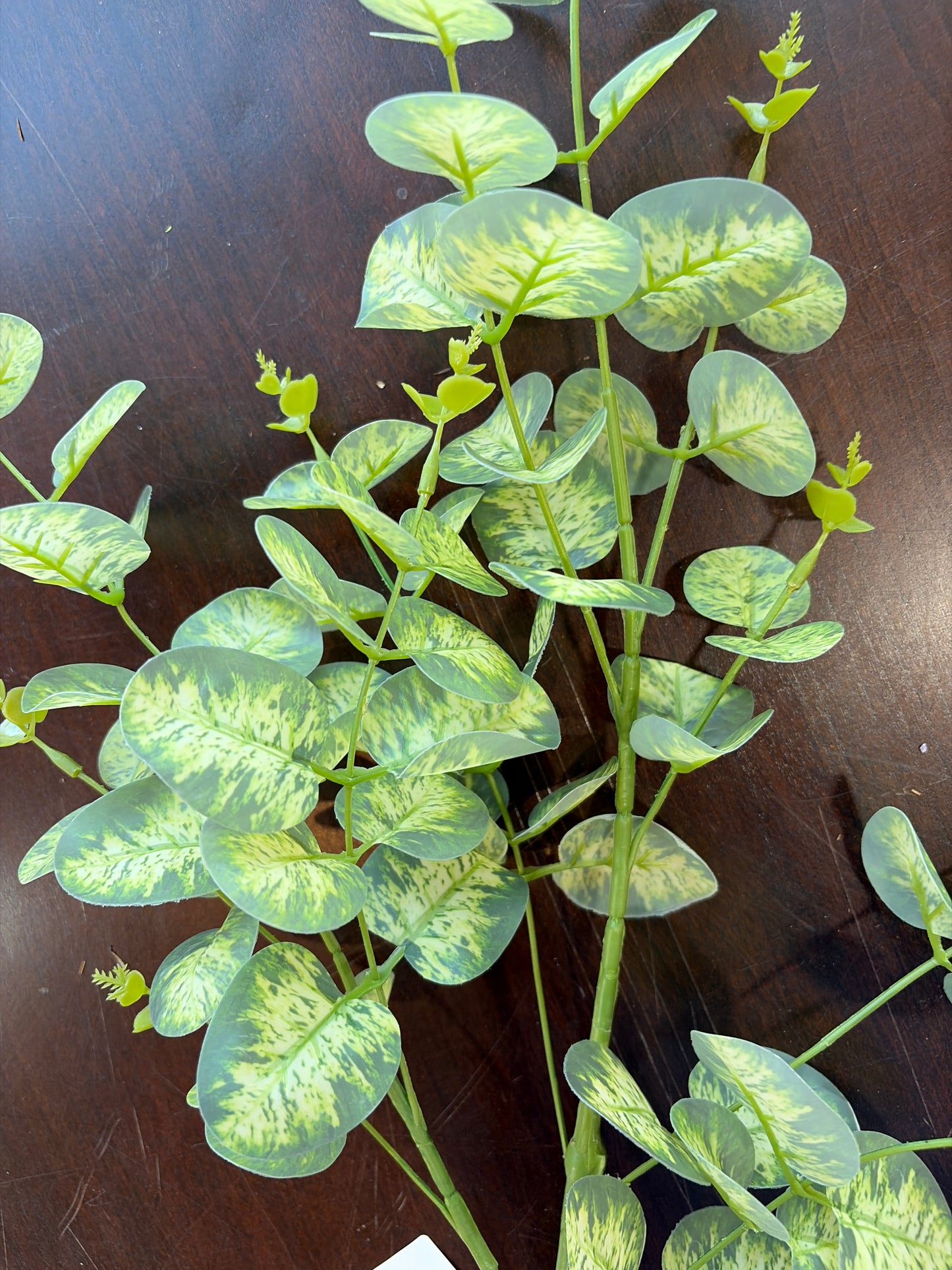 34in Variegated Silver Dollar Eucalyptus Leaves
