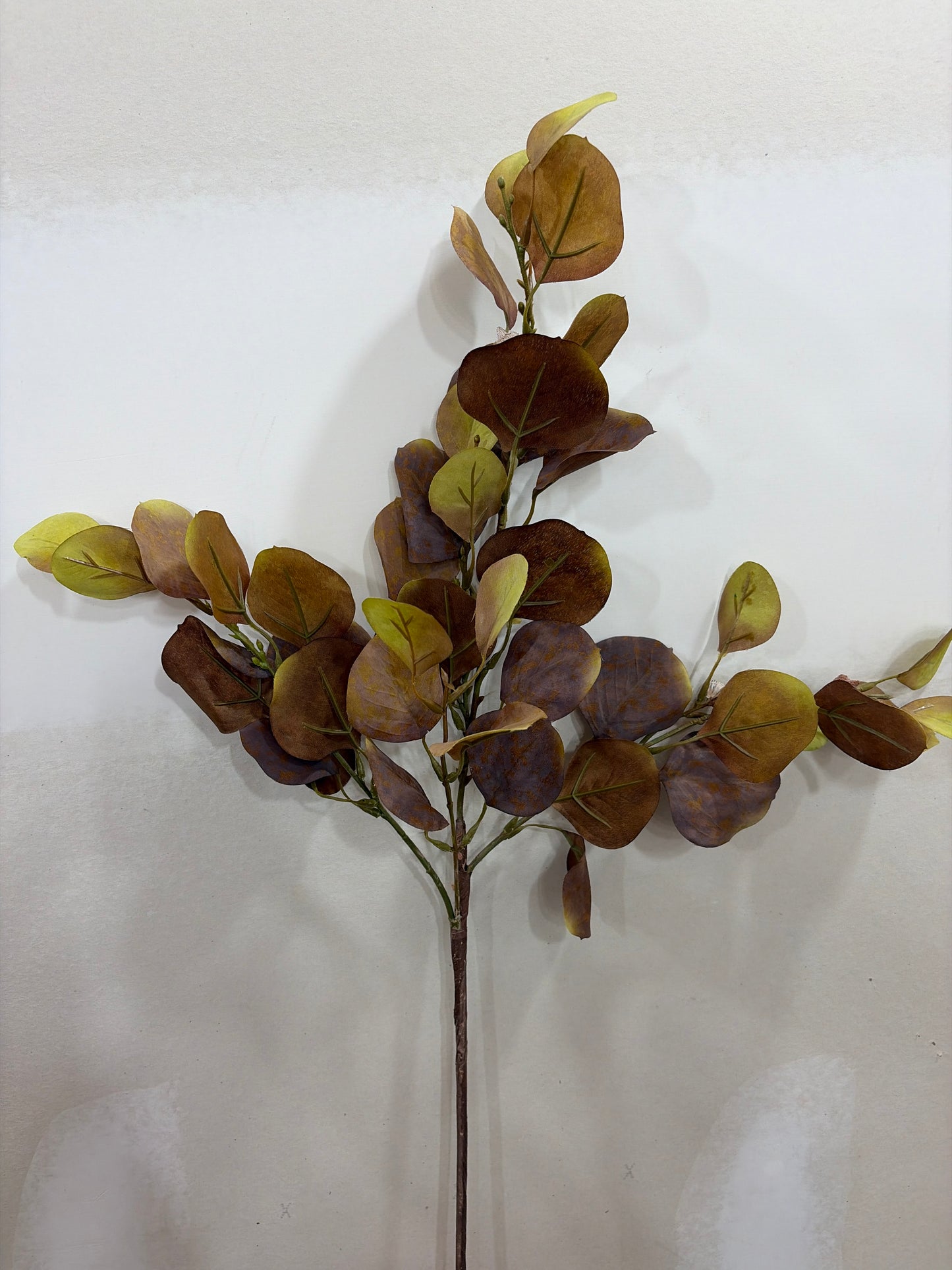 Brown Green Eucalyptus w/Pod LFI