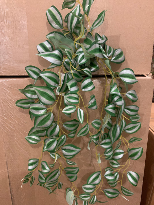 Tradescantia Zebrina GREEN