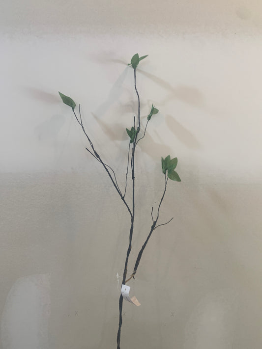 31 Greening Willow