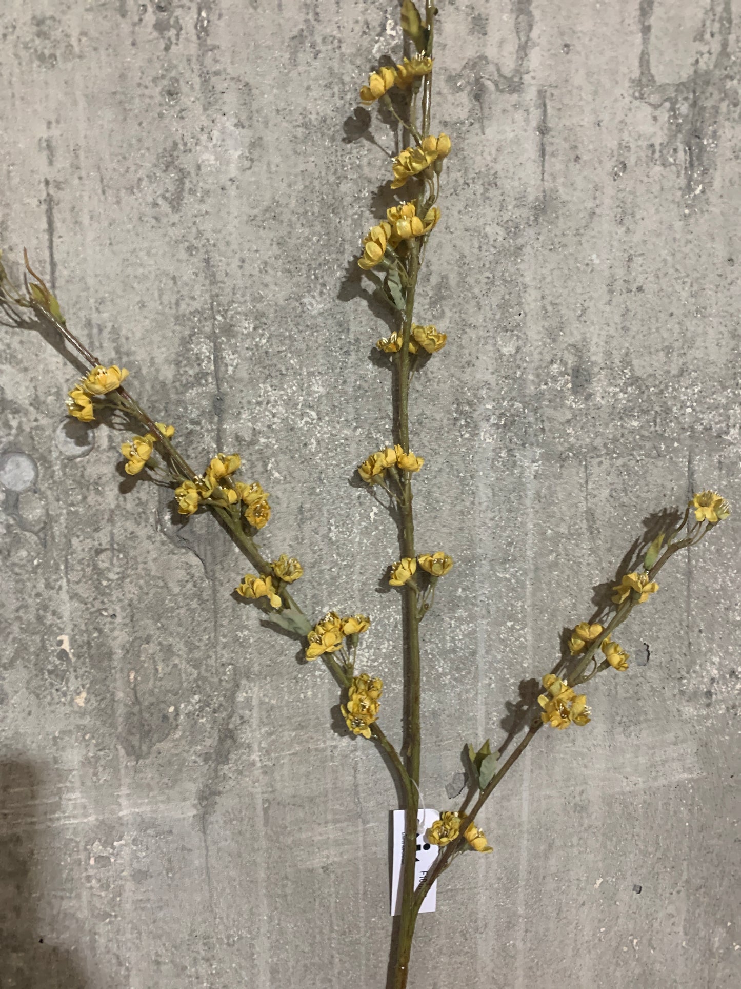 Dried Baby Plum Blossom AMBER