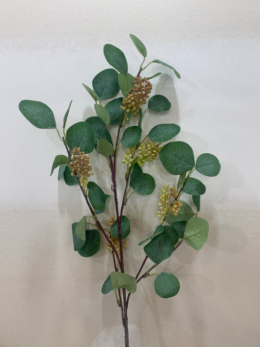 Sage Green Budding Silver Dollar Eucalyptus