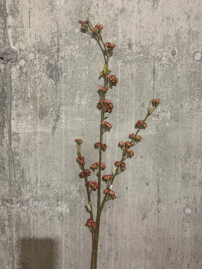 Dried Baby Plum Blossom MAUVE