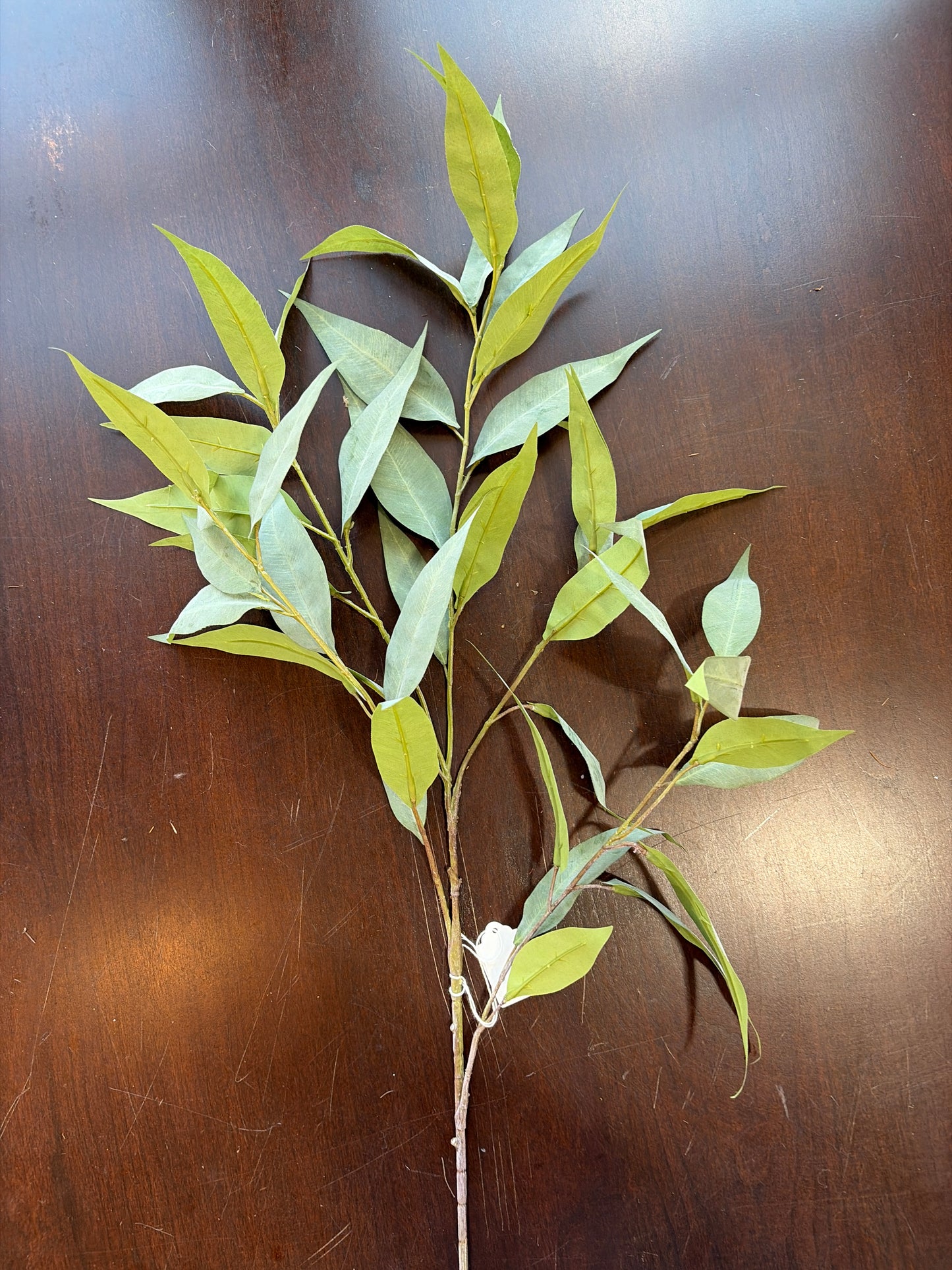 Long-Leaf Green Willow Eucalyptus