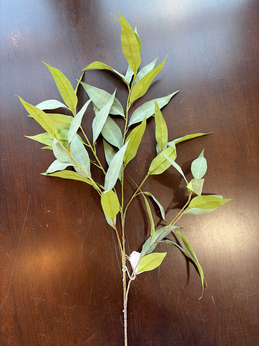 Long-Leaf Green Willow Eucalyptus