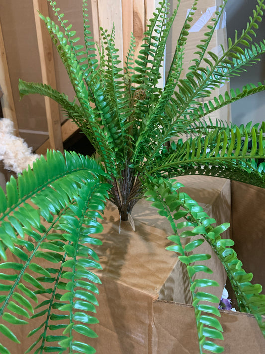 28in Draping Boston Fern