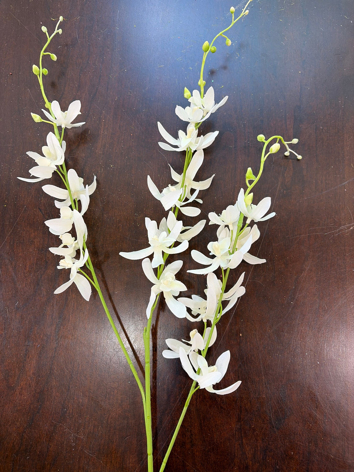White Tall Orchid