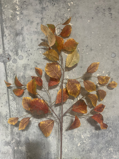 34in Premium Birch GO/YE/RU
