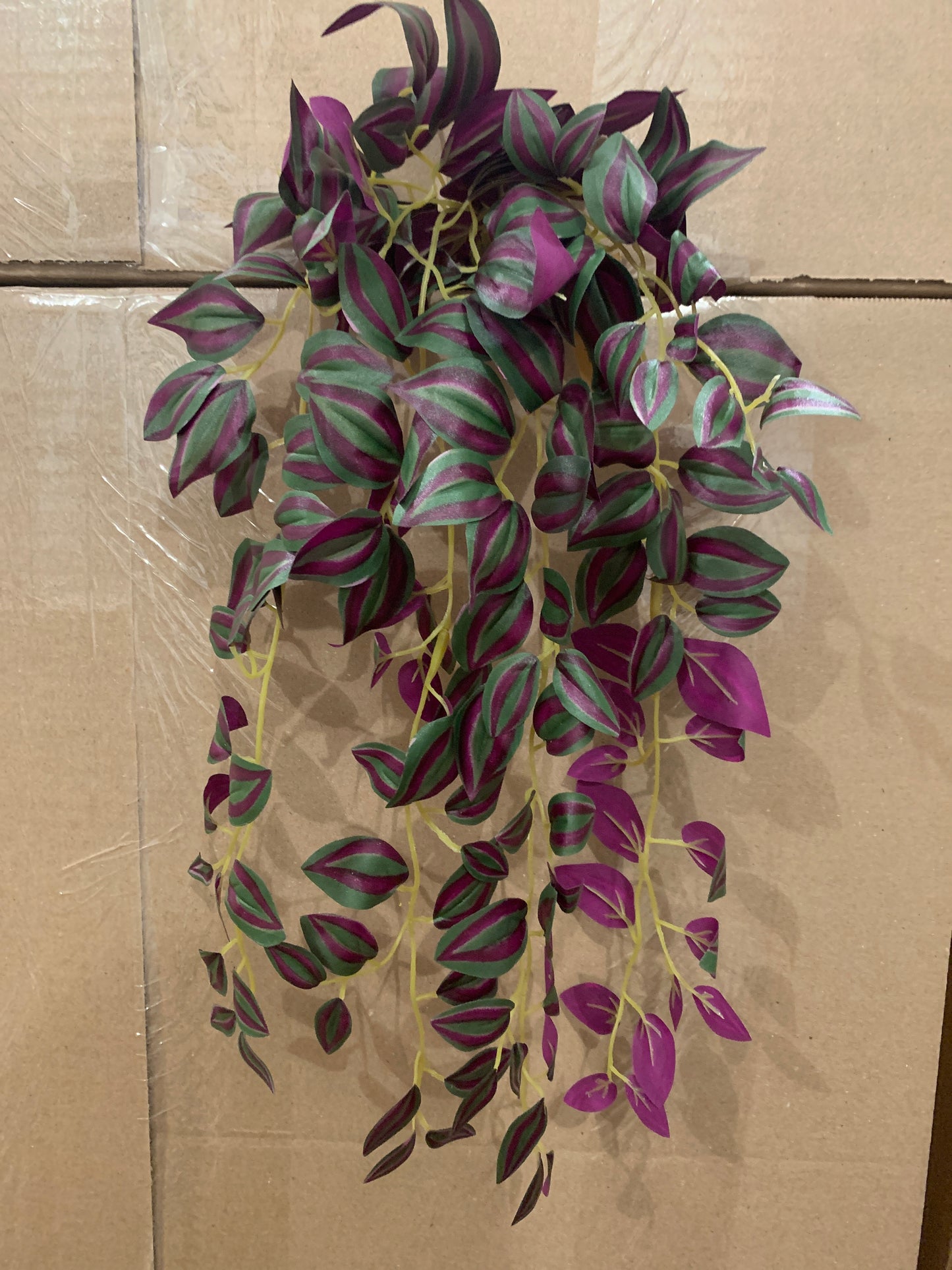 Tradescantia Zebrina BURG